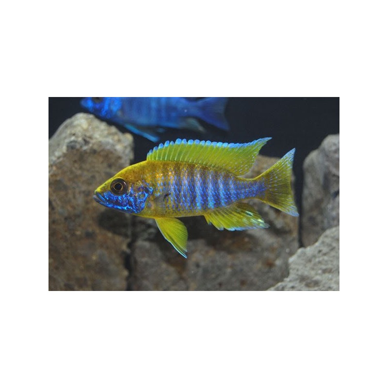 Aulonocara jacobfreibergi - 4 - 5 cm