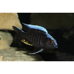 Aulonocara kandeensis - 4 - 5 cm