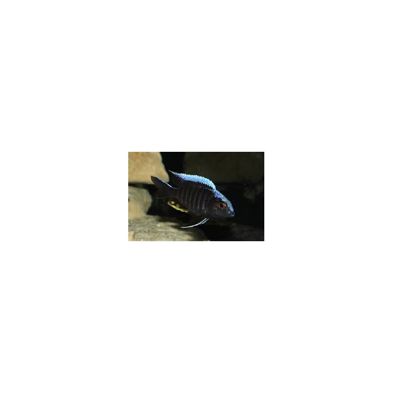 Aulonocara kandeensis - 4 - 5 cm