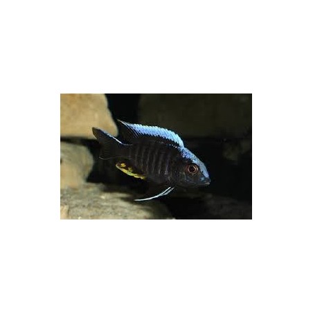 Aulonocara kandeensis - 4 - 5 cm