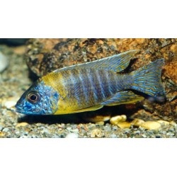 Aulonocara korneliae - 4 - 5 cm