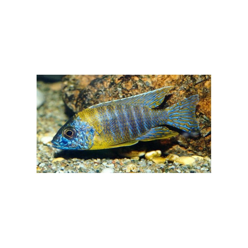 Aulonocara korneliae - 4 - 5 cm