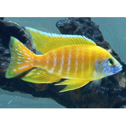 Aulonocara maleri - 3 - 4 cm