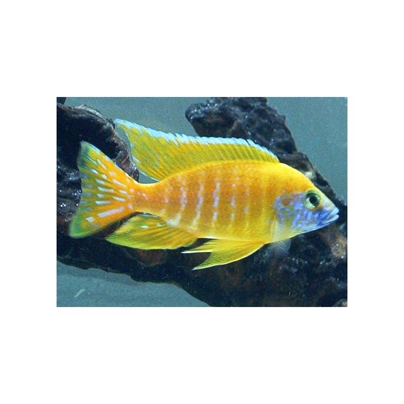 Aulonocara maleri - 3 - 4 cm