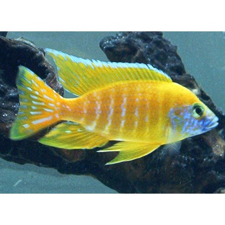 Aulonocara maleri - 3 - 4 cm