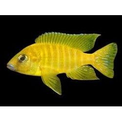 Aulonocara maleri gold - 3 - 4 cm