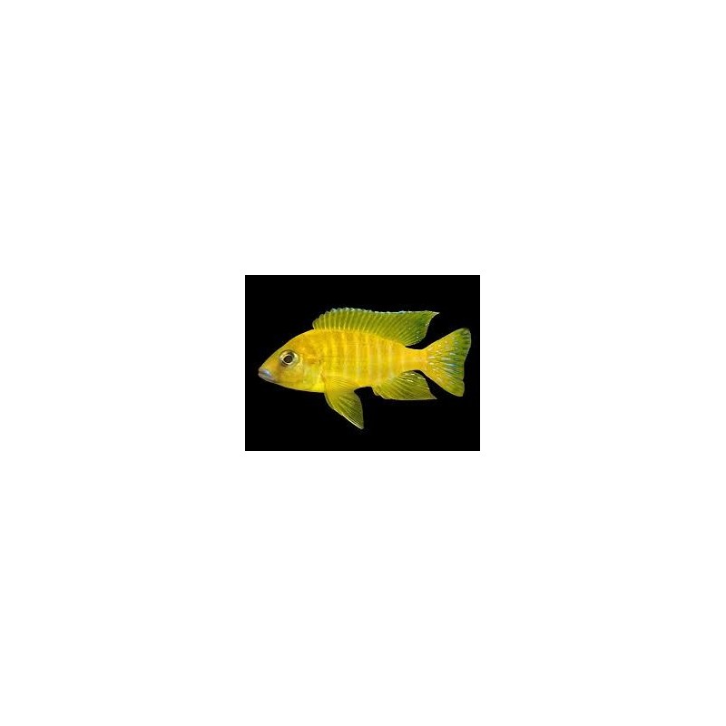 Aulonocara maleri gold - 3 - 4 cm