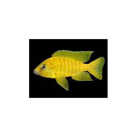 Aulonocara maleri gold - 3 - 4 cm