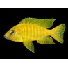 Aulonocara maleri gold - 3 - 4 cm