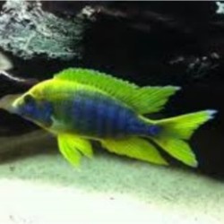 Aulonocara maulana - 3 - 4 cm