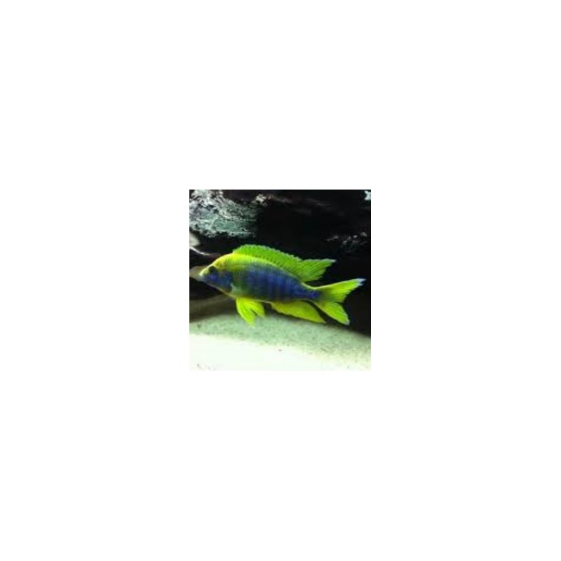 Aulonocara maulana - 3 - 4 cm