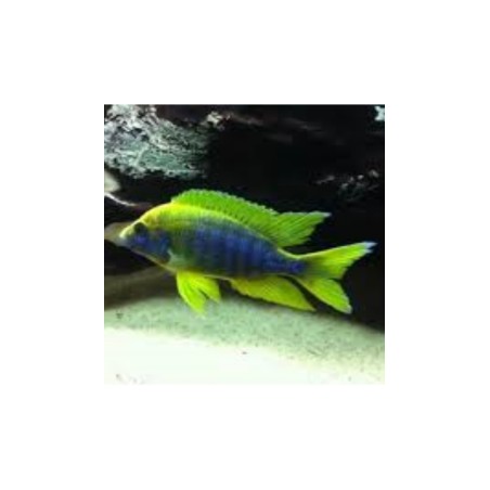 Aulonocara maulana - 3 - 4 cm