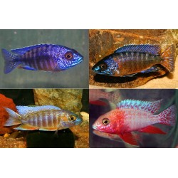 Aulonocara mix - 3 - 4 cm