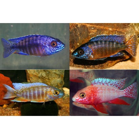 Aulonocara mix - 3 - 4 cm