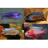 Aulonocara mix - 3 - 4 cm