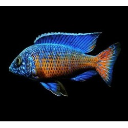 Aulonocara ngara - 2 - 3 cm