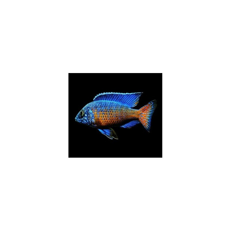 Aulonocara ngara - 2 - 3 cm