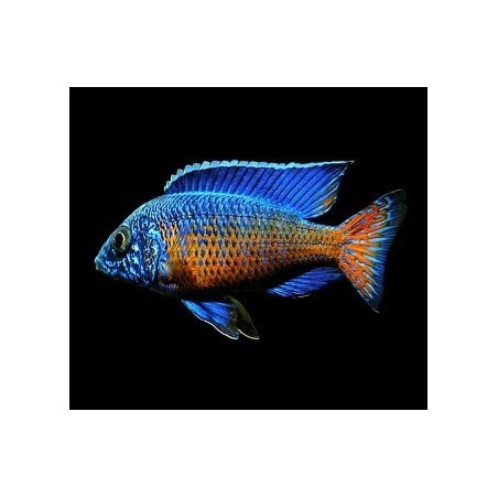 Aulonocara ngara - 2 - 3 cm