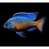 Aulonocara ngara - 2 - 3 cm