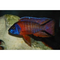 Aulonocara red flash - 5 - 7 cm