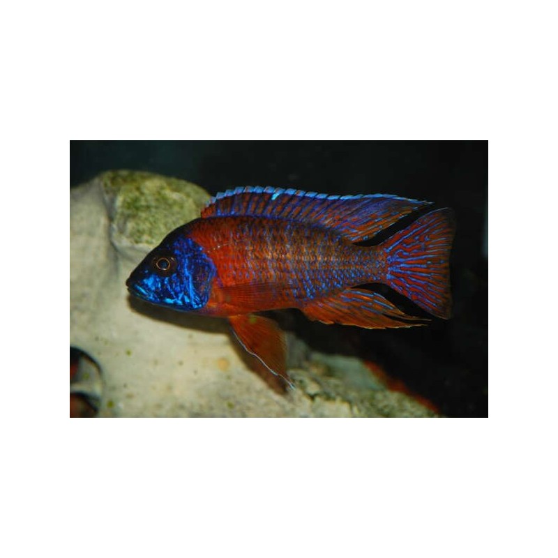 Aulonocara red flash - 5 - 7 cm