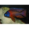 Aulonocara red flash - 5 - 7 cm