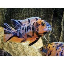 Aulonocara sp. calico - 4 - 5 cm