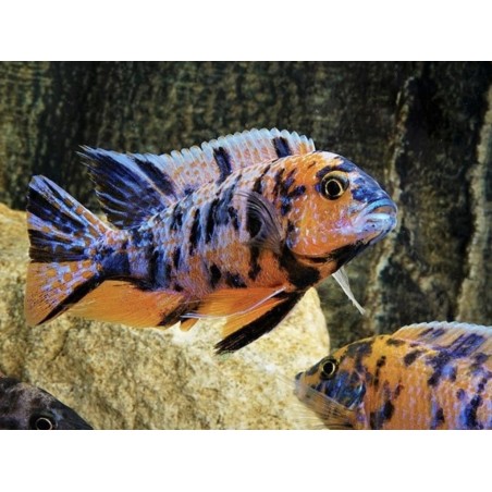 Aulonocara sp. calico - 4 - 5 cm