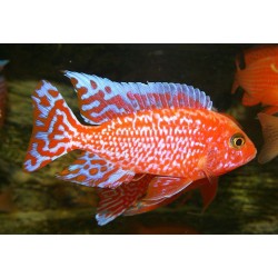 Aulonocara sp. firefish - 4 - 5 cm