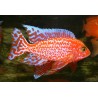 Aulonocara sp. firefish - 4 - 5 cm