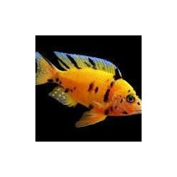 Aulonocara sp. orange blanche - 3 - 4 cm