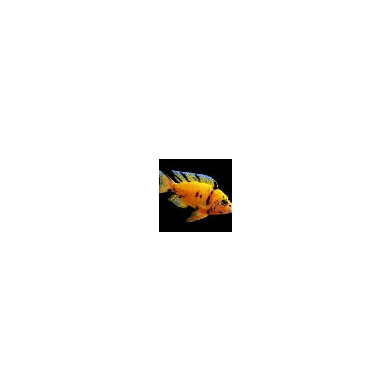 Aulonocara sp. orange blanche - 3 - 4 cm