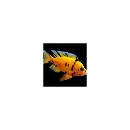 Aulonocara sp. orange blanche - 3 - 4 cm