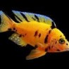 Aulonocara sp. orange blanche - 3 - 4 cm