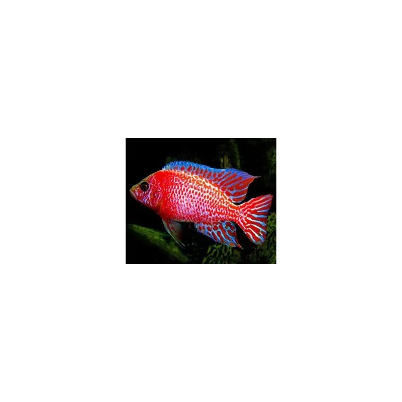 Aulonocara sp. red dragon - 2 - 3 cm