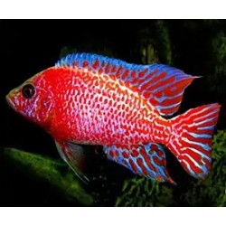 Aulonocara sp. red dragon - 4 - 5 cm