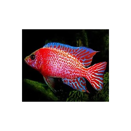 Aulonocara sp. red dragon - 4 - 5 cm