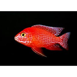 Aulonocara sp. red - 4 - 5 cm