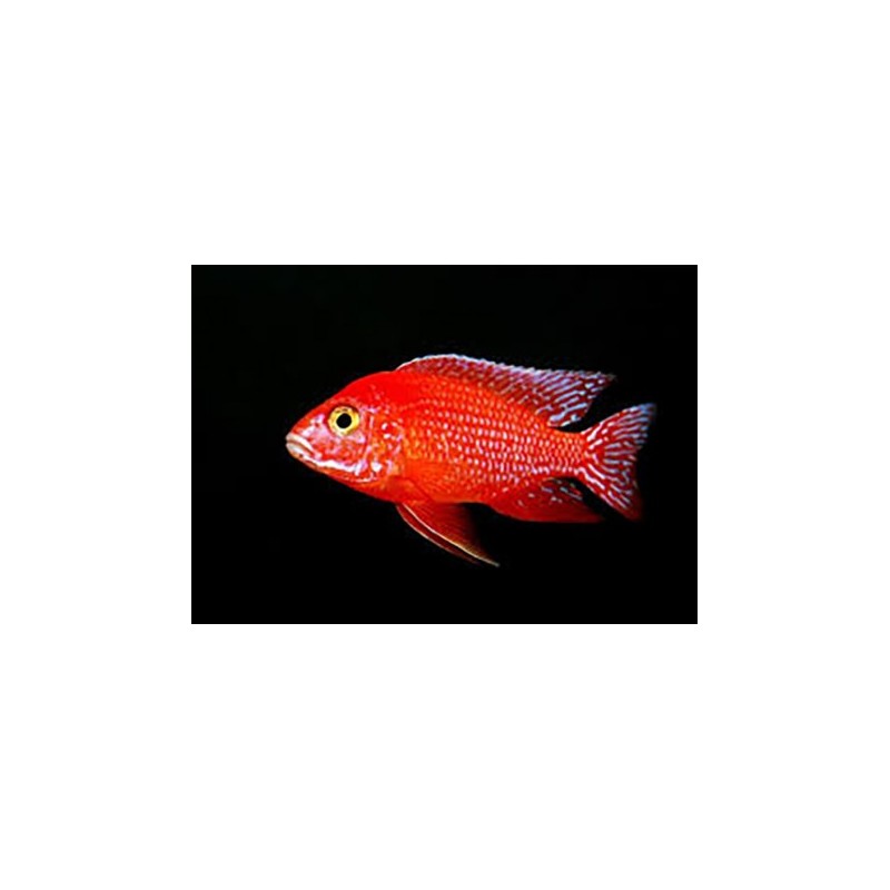Aulonocara sp. red - 4 - 5 cm