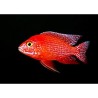 Aulonocara sp. red - 4 - 5 cm