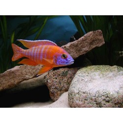 Aulonocara sp. rubin red - 5 - 7 cm