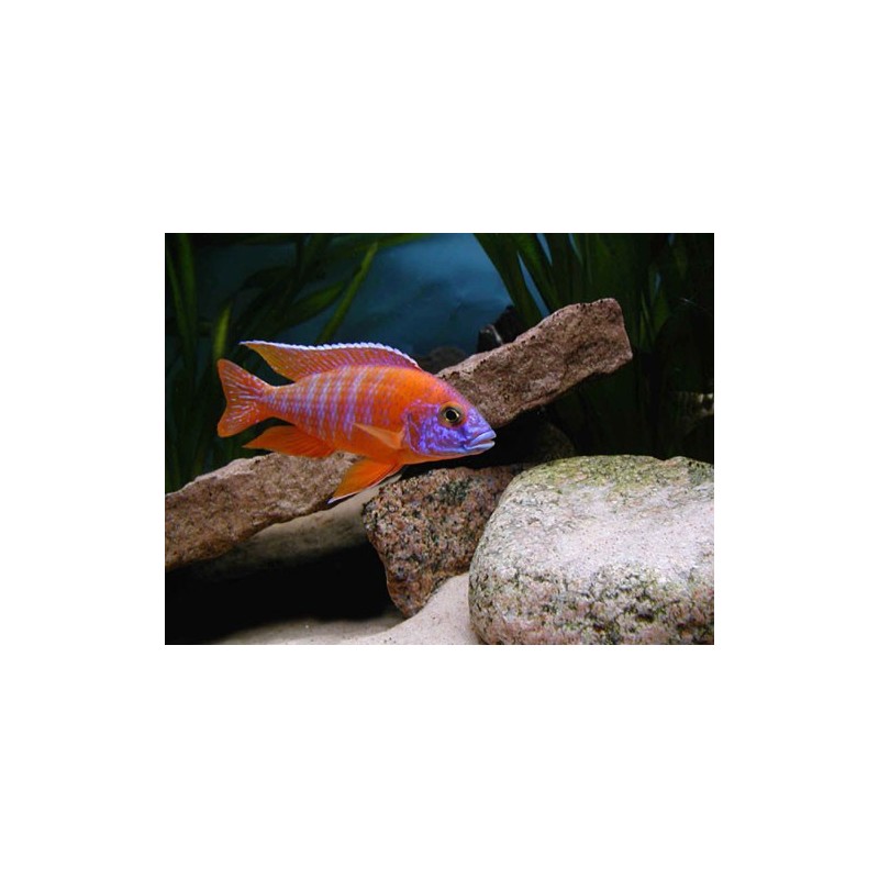 Aulonocara sp. rubin red - 5 - 7 cm