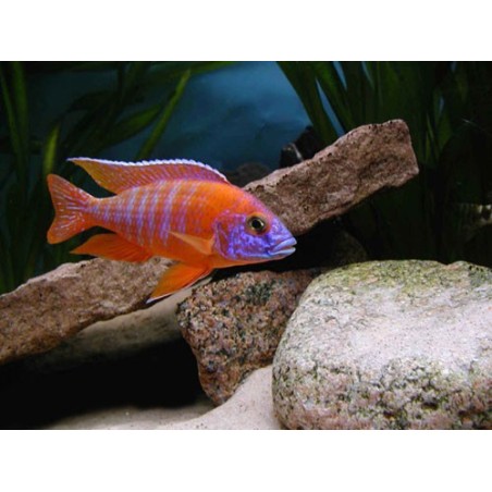 Aulonocara sp. rubin red - 5 - 7 cm