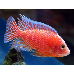 Aulonocara sp. strawberry peacock - 4 - 5 cm