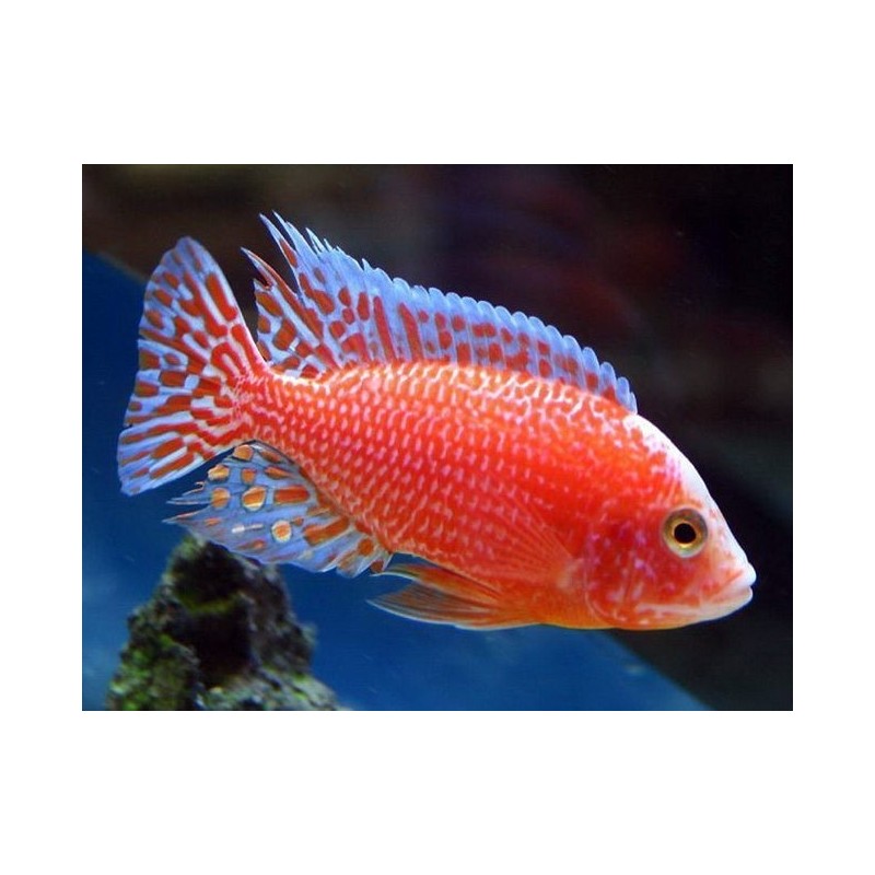 Aulonocara sp. strawberry peacock - 4 - 5 cm