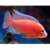Aulonocara sp. strawberry peacock - 4 - 5 cm