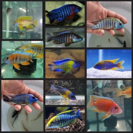 Aulonocara sp. super colour mix - 4 - 5 cm