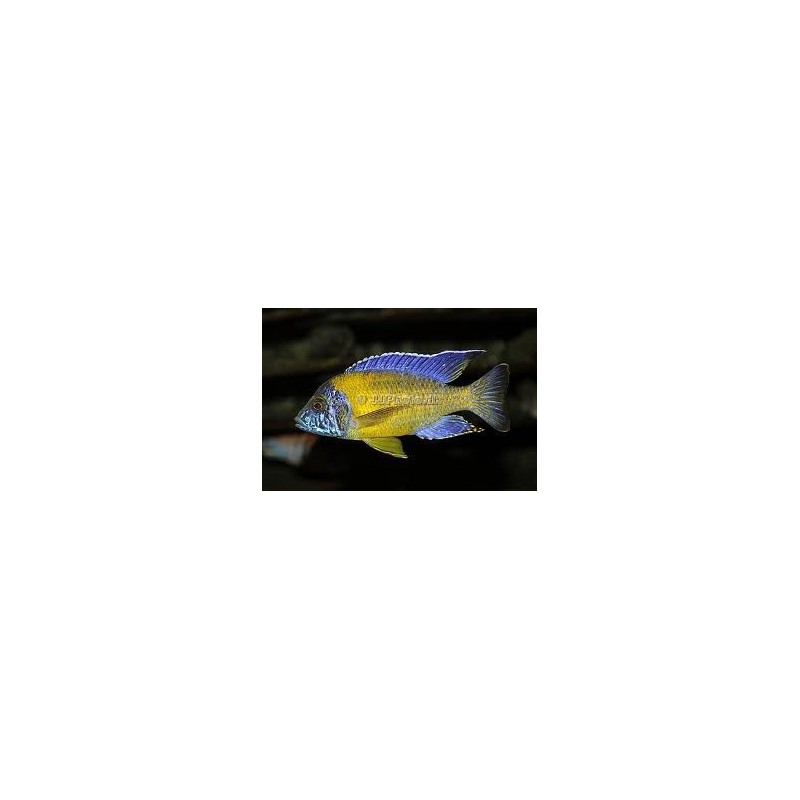Aulonocara steveni blue neon - 4 - 5 cm
