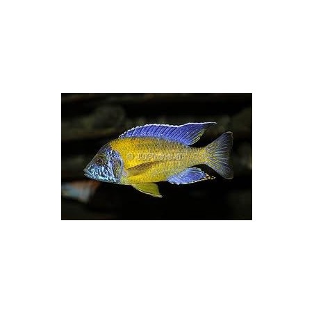 Aulonocara steveni blue neon - 4 - 5 cm