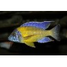 Aulonocara steveni blue neon - 4 - 5 cm